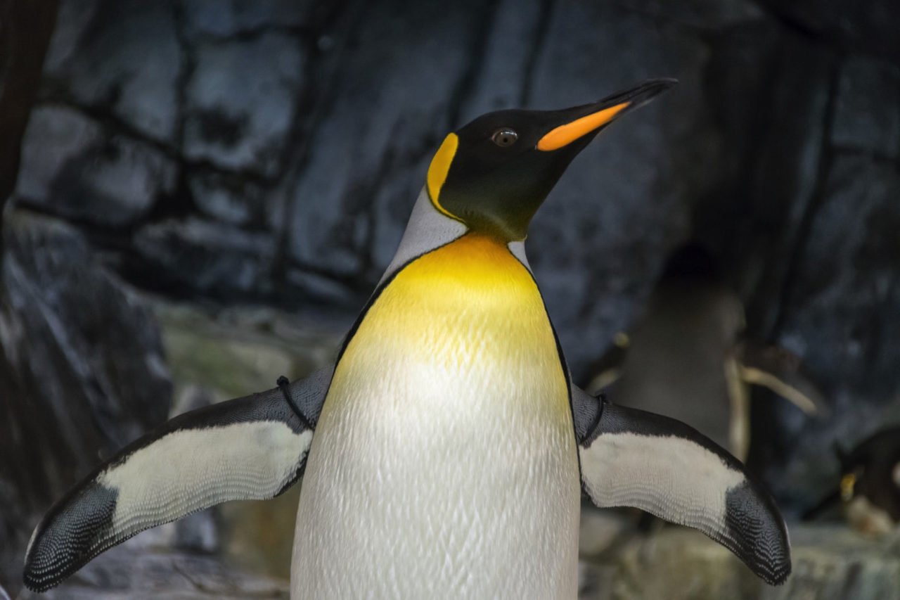 penguin extending its wings