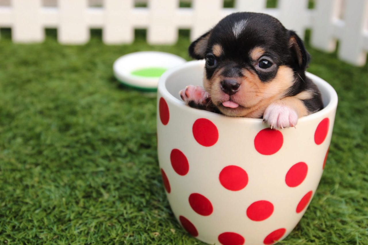 puppy in teacup with red dots