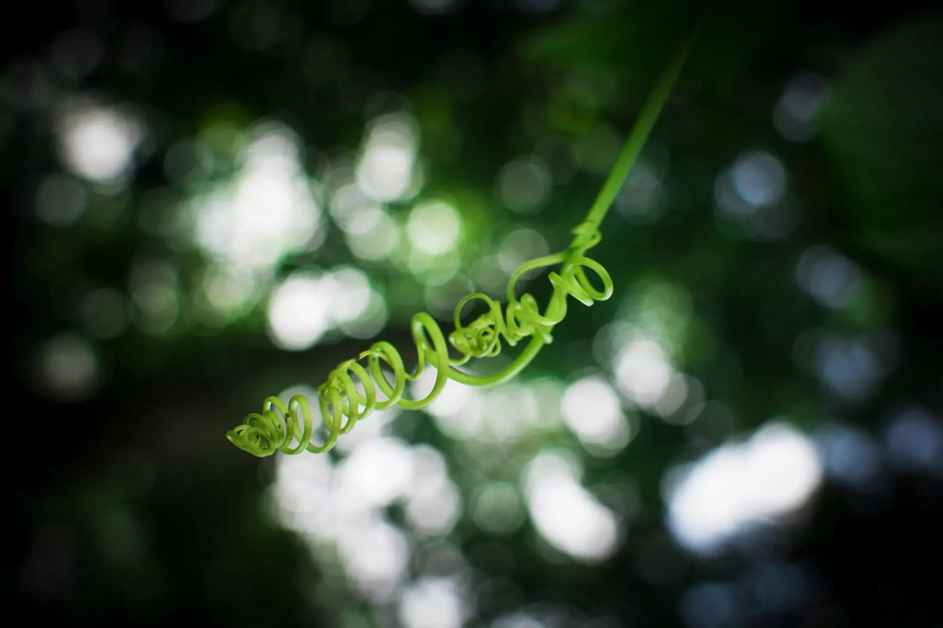 curled plant stem